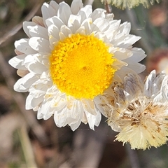 Leucochrysum albicans subsp. tricolor (Hoary Sunray) at Whitlam, ACT - 28 Sep 2024 by sangio7