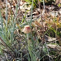 Leucochrysum albicans subsp. tricolor at Whitlam, ACT - 28 Sep 2024