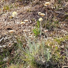 Leucochrysum albicans subsp. tricolor at Whitlam, ACT - 28 Sep 2024