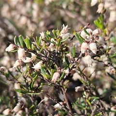 Cryptandra amara (Bitter Cryptandra) at Whitlam, ACT - 28 Sep 2024 by sangio7