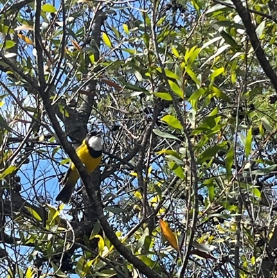 Pachycephala pectoralis (Golden Whistler) at Lawson, NSW - 30 Sep 2024 by Clarel