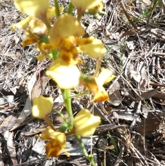 Diuris nigromontana (Black Mountain Leopard Orchid) at Bruce, ACT - 30 Sep 2024 by JohnGiacon