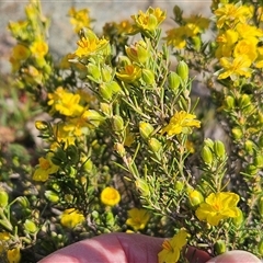 Hibbertia calycina at Whitlam, ACT - 28 Sep 2024