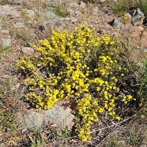 Hibbertia calycina at Whitlam, ACT - 28 Sep 2024