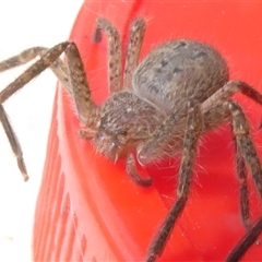 Isopeda canberrana (Canberra Huntsman Spider) at Belconnen, ACT - 30 Sep 2024 by JohnGiacon