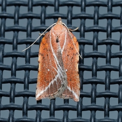 Arachnographa micrastrella (A concealer moth) at Harrison, ACT - 29 Sep 2024 by DPRees125