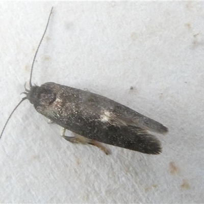 Leistomorpha brontoscopa (A concealer moth) at Belconnen, ACT - 30 Sep 2024 by JohnGiacon