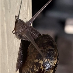 Cornu aspersum at Braidwood, NSW - 30 Sep 2024 08:15 PM
