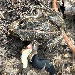 Limnodynastes tasmaniensis (Spotted Grass Frog) at Braidwood, NSW - 28 Sep 2024 by stellabellaxx