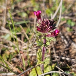 Parentucellia latifolia at Whitlam, ACT - 28 Sep 2024 03:15 PM