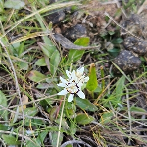 Wurmbea dioica subsp. dioica at Whitlam, ACT - 28 Sep 2024