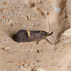 Leistomorpha brontoscopa (A concealer moth) at Harrison, ACT - 29 Sep 2024 by DPRees125