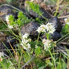 Asperula conferta at Whitlam, ACT - 28 Sep 2024