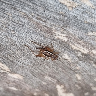 Trigonidium (Balamara) albovittatum (Handsome trig) at Bungendore, NSW - 29 Sep 2024 by clarehoneydove