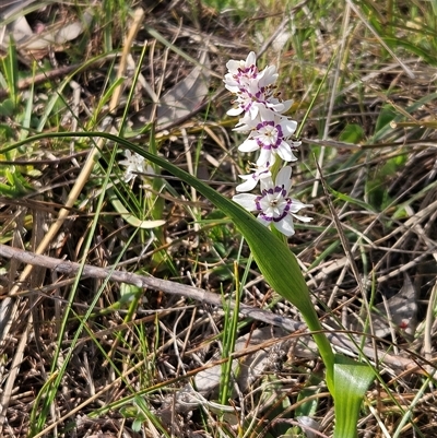 Wurmbea dioica subsp. dioica (Early Nancy) at Whitlam, ACT - 28 Sep 2024 by sangio7