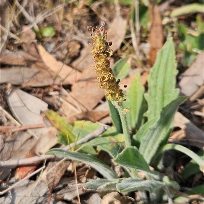 Plantago varia (Native Plaintain) at Whitlam, ACT - 28 Sep 2024 by sangio7