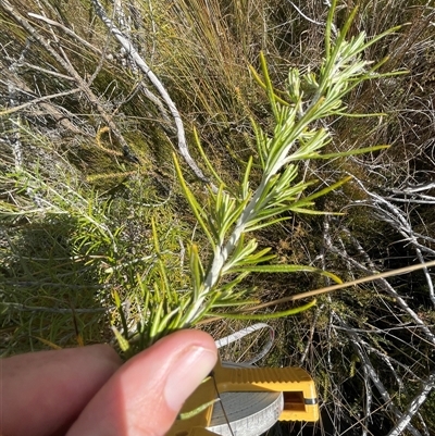 Ozothamnus rosmarinifolius (Rosemary Everlasting) at Tharwa, ACT - 30 Sep 2024 by nathkay