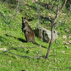 Wallabia bicolor (Swamp Wallaby) at Burrinjuck, NSW - 30 Sep 2024 by Bidge