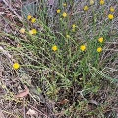 Calotis lappulacea at Whitlam, ACT - 28 Sep 2024 03:35 PM