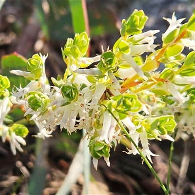 Brachyloma daphnoides (Daphne Heath) at Whitlam, ACT - 28 Sep 2024 by sangio7