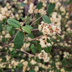 Pomaderris sp. at Bombay, NSW - 27 Sep 2024 by MatthewFrawley