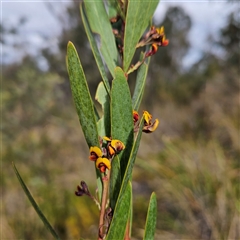 Daviesia mimosoides subsp. mimosoides at Bombay, NSW - 27 Sep 2024 by MatthewFrawley