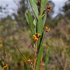 Daviesia mimosoides subsp. mimosoides at Bombay, NSW - 27 Sep 2024 03:36 PM