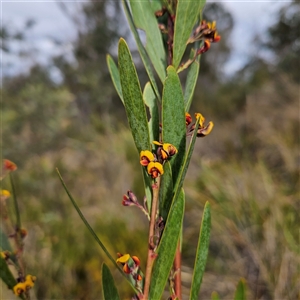 Daviesia mimosoides subsp. mimosoides at Bombay, NSW - 27 Sep 2024 03:36 PM