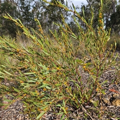 Daviesia mimosoides subsp. mimosoides at Bombay, NSW - 27 Sep 2024 03:36 PM