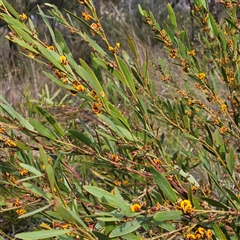 Daviesia mimosoides subsp. mimosoides at Bombay, NSW - 27 Sep 2024 03:36 PM