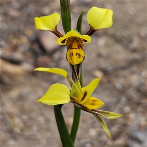 Diuris sulphurea at Bombay, NSW - suppressed