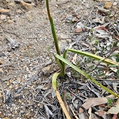 Diuris sulphurea at Bombay, NSW - suppressed