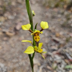 Diuris sulphurea at Bombay, NSW - suppressed