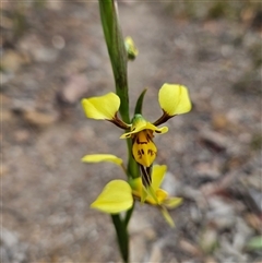 Diuris sulphurea at Bombay, NSW - suppressed