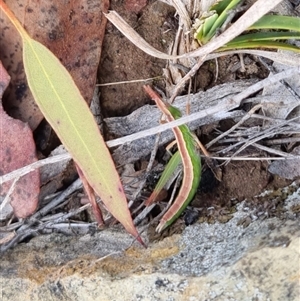 Keyacris scurra at Bungendore, NSW - suppressed