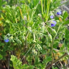 Erodium crinitum (Native Crowfoot) at Whitlam, ACT - 28 Sep 2024 by sangio7