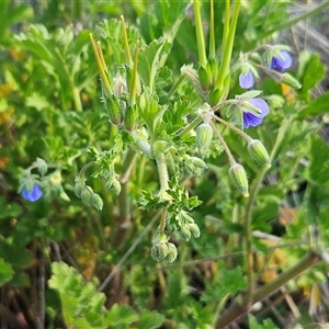 Erodium crinitum at Whitlam, ACT - 28 Sep 2024 03:44 PM