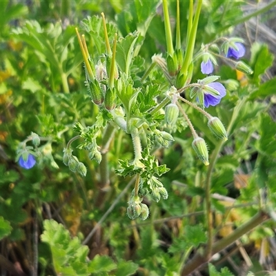 Erodium crinitum (Native Crowfoot) at Whitlam, ACT - 28 Sep 2024 by sangio7