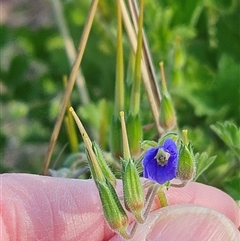 Erodium crinitum at Whitlam, ACT - 28 Sep 2024 03:44 PM