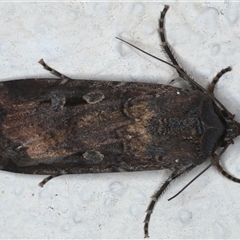 Agrotis infusa (Bogong Moth, Common Cutworm) at Ainslie, ACT - 29 Sep 2024 by jb2602