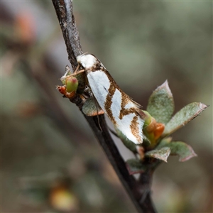 Ocystola paulinella at Yarralumla, ACT - 30 Sep 2024 12:34 PM