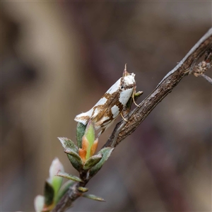 Ocystola paulinella at Yarralumla, ACT - 30 Sep 2024 12:34 PM