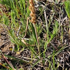 Plantago sp. (Plantain) at Whitlam, ACT - 28 Sep 2024 by sangio7