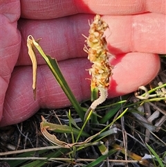 Plantago sp. at Whitlam, ACT - 28 Sep 2024