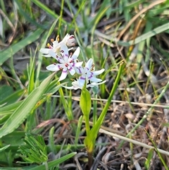 Wurmbea dioica subsp. dioica (Early Nancy) at Whitlam, ACT - 28 Sep 2024 by sangio7