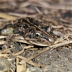 Limnodynastes tasmaniensis (Spotted Grass Frog) at Braidwood, NSW - 28 Sep 2024 by MatthewFrawley