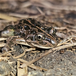 Limnodynastes tasmaniensis at Braidwood, NSW - 28 Sep 2024 01:05 PM