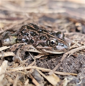 Limnodynastes tasmaniensis at Braidwood, NSW - 28 Sep 2024 01:05 PM