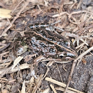 Limnodynastes tasmaniensis at Braidwood, NSW - 28 Sep 2024 01:05 PM