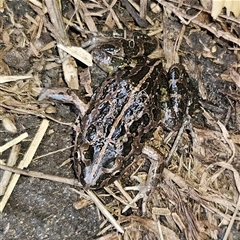 Limnodynastes tasmaniensis at Braidwood, NSW - 28 Sep 2024 01:05 PM